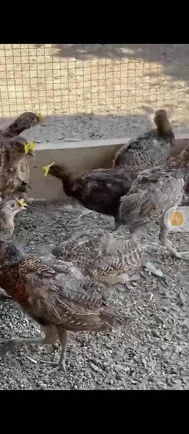 Məhsul: Qırqovul (dişi və erkək) Təsvir: - Təsərrüfatda bəslənən — 4