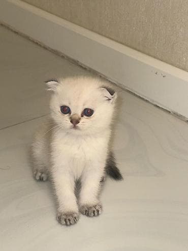 pisik yuvalari: Şotland yastı qulaq, Dişi — 9