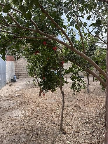 Kirayə ev Hövsan bahar qəsəbəsi Suraxanı rayonu Hövsan bahar — 6
