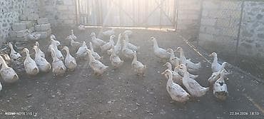 etlik cuceler: Ördek sürüsü – kənd təsərrüfatı üçün - Növlər: ağırlıqlı olaraq ağ və — 2