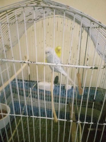 Sesin evde qoca qebul etmediyi ucun satiram real alicilar yazin