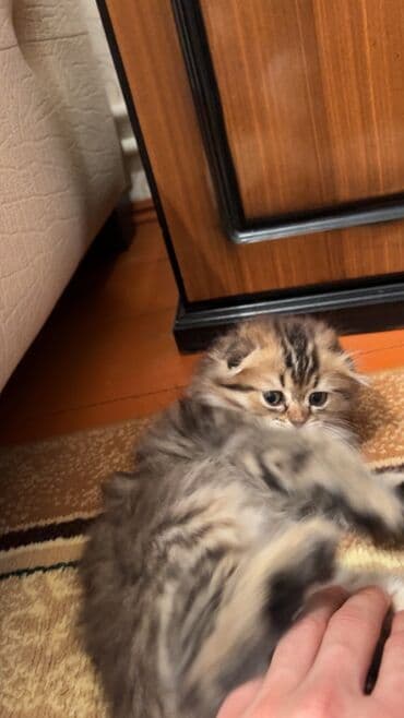 pişiy pulsuz: Şotland uzun tüklü, Erkək — 7