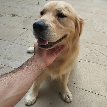 ev heyvanları: Retriever, Erkek, Peyvəndli, Ünvandan götürmə — 7