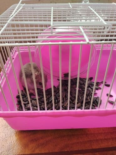 en ucuz gümüş: Hamster və qəfəs dəsti - Narinç çalarlı, ağ barmalı metal qəfəs (üst — 2