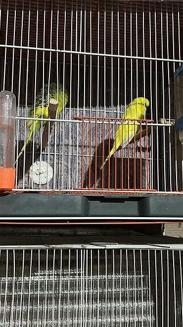 papuqay çex: Cexlerin cut 60ve 70 denen baslayir bala cexler 20 azn valin hazir — 2