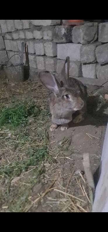 inəyin balası: Salam təmiz qan ətlik Flandr (Flemish Giant) Balaları satılır 20 — 4