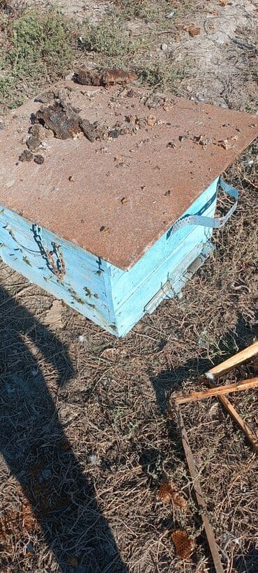 tap az arpa satisi: Arı yesiyi və ramkalar satilir — 3