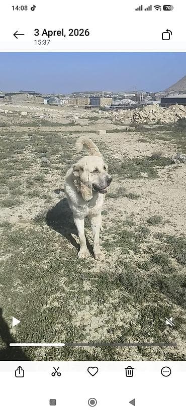 ev heyvanları: Qurdbasar, Peyvəndli — 4