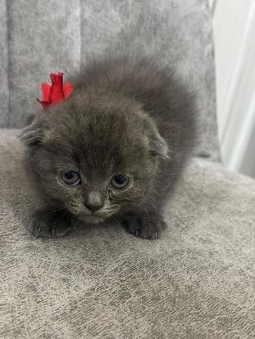 Uzun tüklü, yumşaq xəzli balaca pişiklər - Cins: uzun tüklü ev — 4