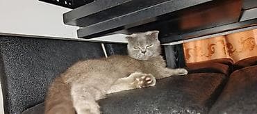 Собаки: Шотландская, Самка — 4