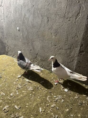 Iran Khodro: Qiymet sondu 2 side erkeydi — 2