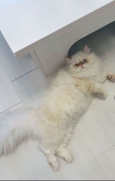 Heyvanlar üçün mallar: Fars, Erkək, Cütləşmə üçün — 7