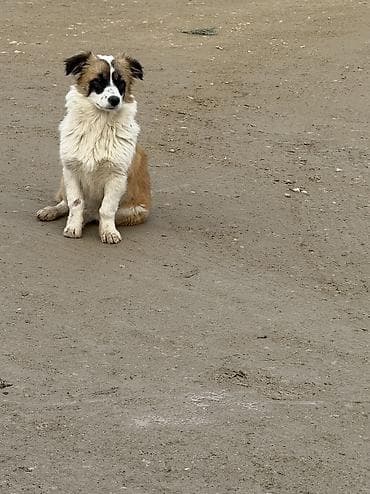 Layka, 5 ay, Dişi, Peyvəndli, Pulsuz çatdırılma
