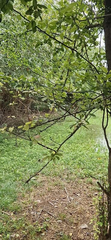 qebelede heyet evleri satilir: 85 sot, Kənd təsərrüfatı, Mülkiyyətçi, Kupça (Çıxarış) — 3