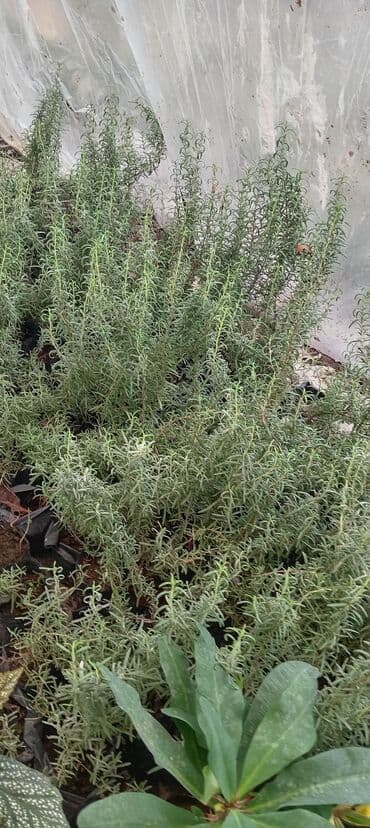 Çöl bitkiləri: Məhsul: Rozmarin (Rosmarinus officinalis) şitilləri – qara polietilen — 2