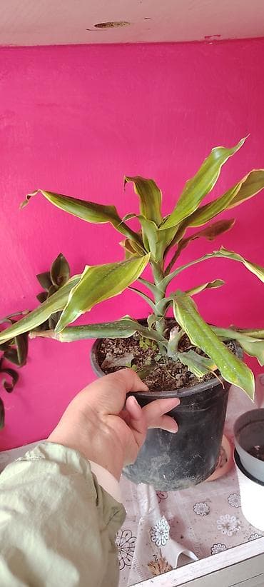 dekorativ bitkilər: Otaq bitkiləri – 2 ədəd saksıda 1) Aucuba japonica (qızılı xallı — 2