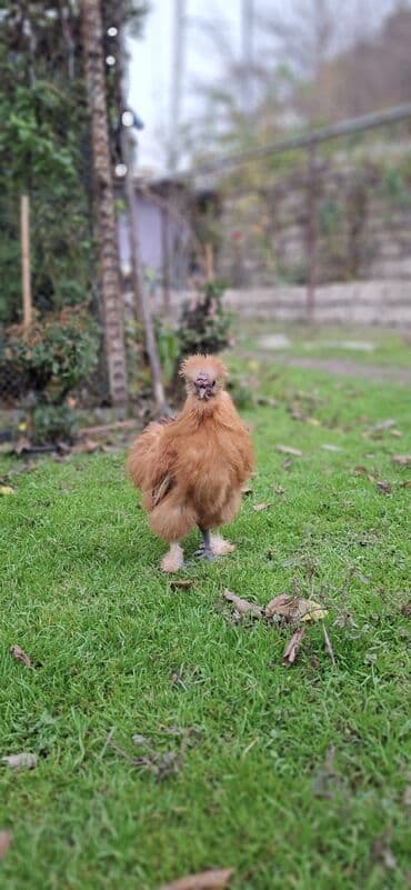 pulsuz it balalari: Qırmızı PonPon xoruzu — 3