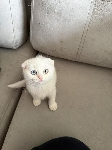 Şotland yastı qulaq