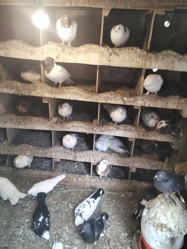 Gəmiricilər: Ev göyərçinləri – müxtəlif rəng və naxışlarda - Ağ, qara, boz — 2