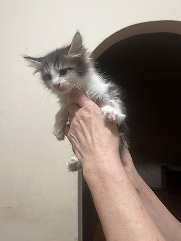 akvarium ve baliqlar: Erkək, Dişi, Yaxşı əllərə — 2