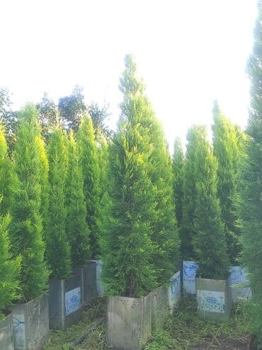 ananas ağacı: Produkt: Thuja (şam ağacı tipli həmişəyaşıl dekorativ bitkilər) — 2