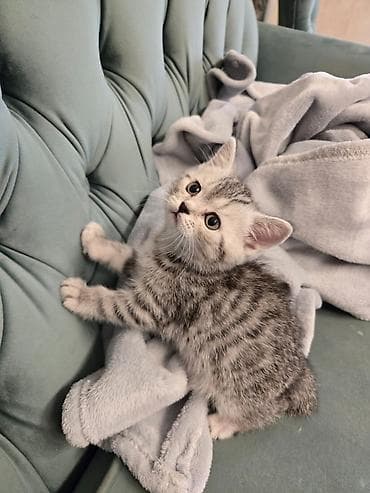 Шотландская — 3