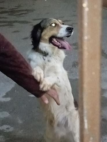 en gozel it adlari: 1 ay, Erkek, Ünvandan götürmə — 1