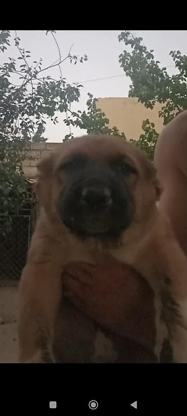 Heyvanlar: Qafqaz çoban iti, 1 ay, Erkek, Peyvəndli, Ünvandan götürmə — 1