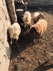 romanov qoyunlari azerbaycanda satisi: Dişi, il: 3, 35 kq, Damazlıq, Ünvandan götürmə — 3