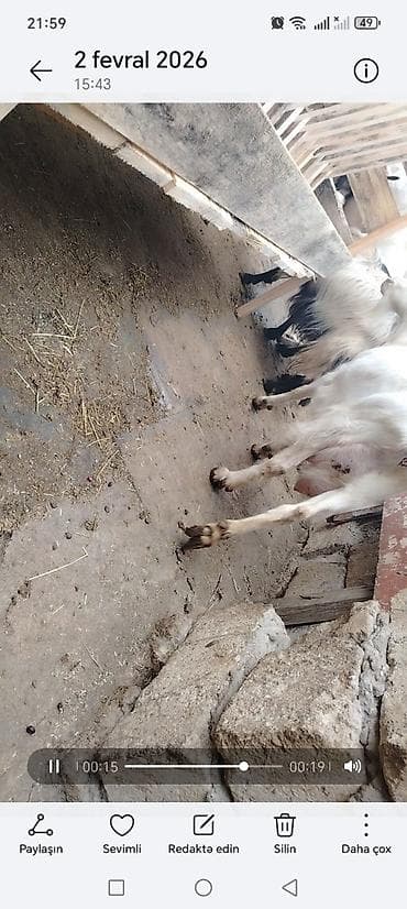 Salam keci südü var hər gün teze süd olur və damazdıqa 1 aylıq