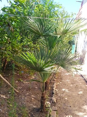 soxulcan gübrəsi: Trachycarpus fortunei (və ya “Külək xəmirəsi/Çin fan xurma”) – bağ — 4