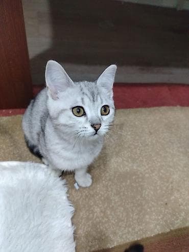 pisiy: Gümüş rəngli, zolaqlı, qısa tüklü balaca pişik. Yumşaq, sıx kürkü, iri — 6