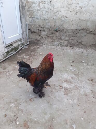 saanen kecisi qiymeti: Xoruz, Brama, il: 1, Ödənişli çatdırılma — 1