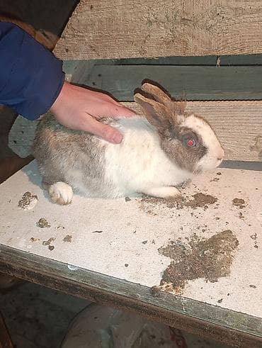 Keçilər, çəpişlər: Dekorativ qarisiq dovşan 4 ededdi necesi erkek necesi disidi bilmirem — 3