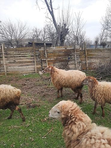 Akvariumlar: Şişək satılır bala verməyib — 9