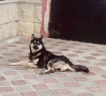 heyvanlar it: Erkek, Cütləşmə üçün — 2