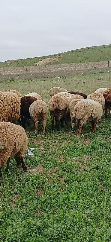 edilbay qoyunu: Erkək, il: 5, 30 kq, Ətlik, Ödənişli çatdırılma — 2