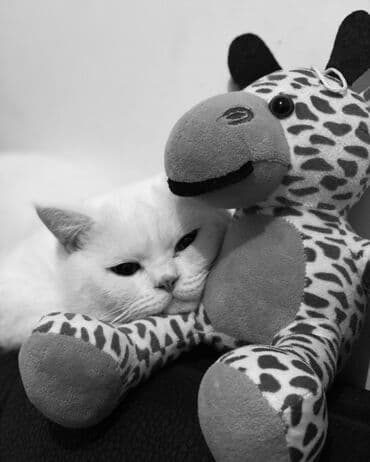 Lexus: Britan, Erkək — 3