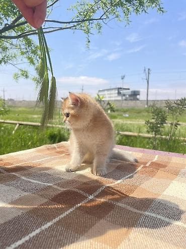 британская шиншилла баку: Британская, Самка — 4