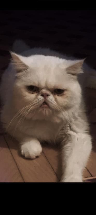 ev piwiyi: 🐱 Persiyan pişik cütləşdirmə üçün 1 yaşlı, sağlam və təmiz Persiyan — 2