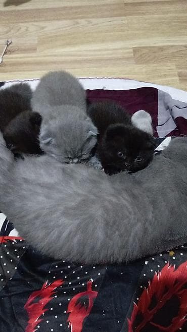 Собаки: Шотладская вислоухая, Самец, Самка, В добрые руки, Самовывоз, Бесплатная доставка, Платная доставка — 3