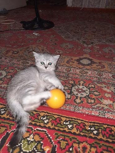 heyvanla barter: Şinşilla, Dişi, Yaxşı əllərə, Pulsuz çatdırılma — 3
