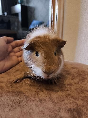 Cücə donuzcuq (guinea pig) – ağıllı, mehriban və sakit xasiyyətli ev — 4