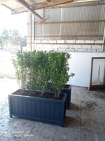 dibçek gulleri: Dibçək güldanlar. Dipçəklər bir başa sexdən.Sex qiymətinə. ♦️Endrim — 7