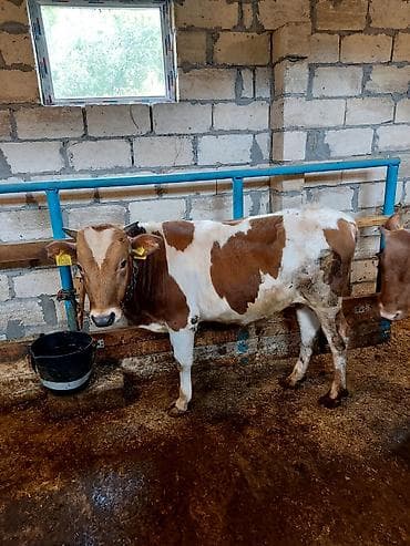 aksolotl satın al: Dana, buzov, Erkək, ay: 10, Ətlik, Ünvandan götürmə — 10