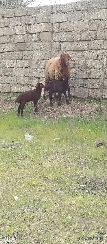 əmlik quzular: Bir ana iki bala quzular dişidi ÜNVAN BAKI şəhəri buzovna — 9