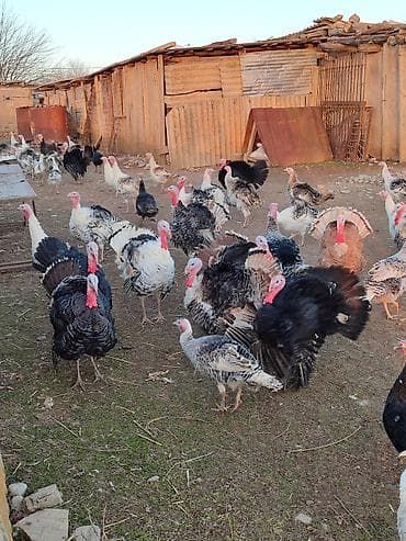 kənd heyvanları: Cəmi 5 erkəy hündüsqa qalib tələsin super çatdırılma mövcuddur 🤌🏻 — 1