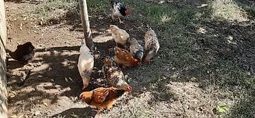 Salam eleykum, heyet saxlanmis kent colpalaridi 3 ay 22 gunluydu — 4