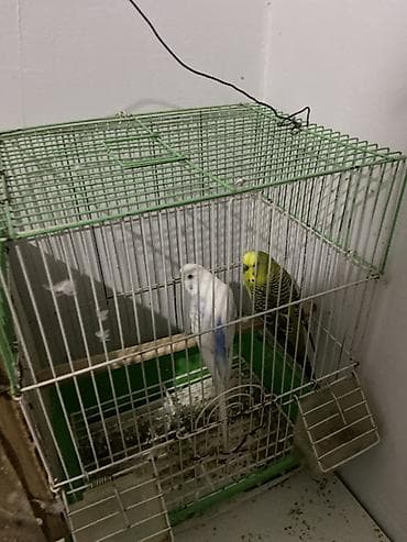 Qefes ile birlikde satilir