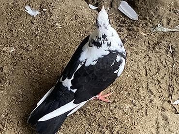 dərzi quşu: Salam bunnardan 2 si qalb satlıb qardasdar2’5 ci sekildeki qusdar qalb — 3